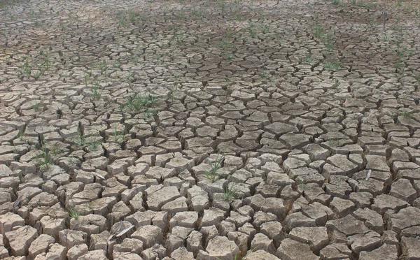 开裂的土地，干旱的湖泊 — 图库照片