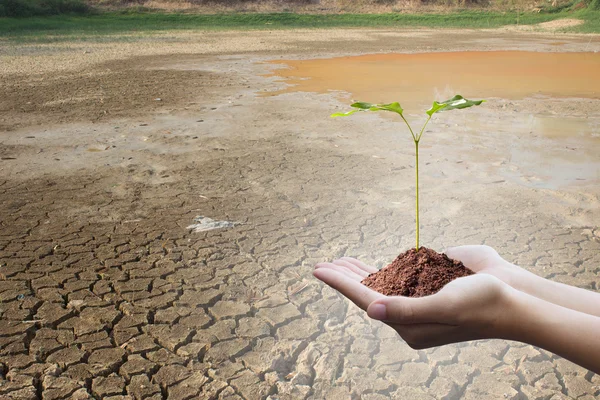 Proteggere la foresta, Pianta un albero: Alberi in mano con Secchezza o — Foto Stock