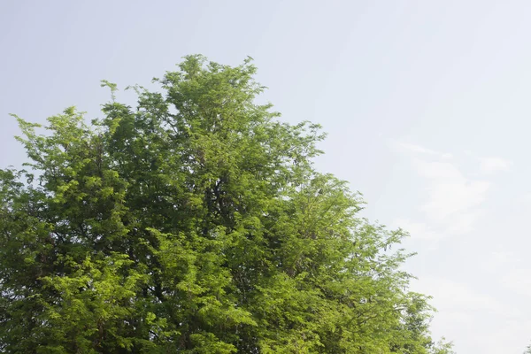 青い空を背景に木の枝 — ストック写真