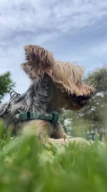 Bulutlu bir günde parkta huzurun tadını çıkaran sevimli bir Yorkshire. FullHD video. Gerçek biçim, evcil hayvan dükkanları reklamları için ideal 