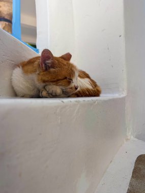 Zencefil ve beyaz kedi, geleneksel Yunan adası ortamında beyaz bir merdivende kıvrılarak uyuyorlar. Akdeniz 'deki tatil beldelerinin rahat yaşam tarzını ve cazibesini somutlaştırıyorlar.