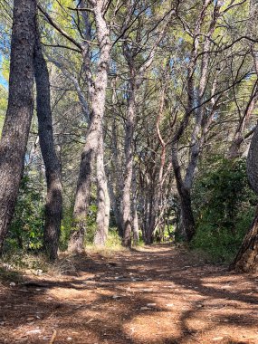 Güneşli bir yaz gününde uzun çam ağaçlarının arasından süzülen orman yolu, güneş ışınları ve lekeli gölgeler dokunulmamış, sakin bir Akdeniz adası ormanının kuru zemininde