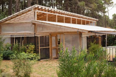 Çevreyi korumak için sürdürülebilir yeniden ağaçlandırma çabaları için çam ağaçları yetiştiren sera yeşil gezegen girişimlerini teşvik eden yeniden ağaçlandırma