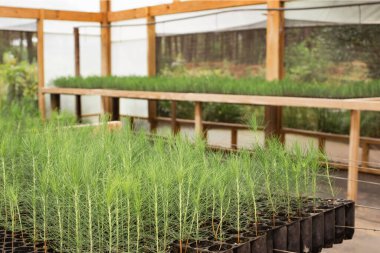 Geniş ölçekli yeniden ağaçlandırma çabalarını ve çevre dostu uygulamaları destekleyen bir seranın içindeki tepsilerde büyüyen genç çam ağaçları.