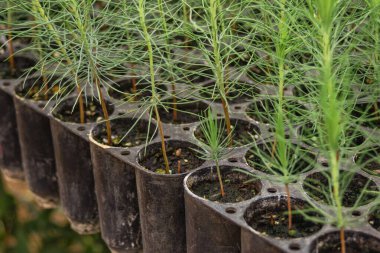 Turba yosunlarında filizlenen genç çam ağaçlarının kapatılması, ekolojik yenilenmeyi ve orman korunmasını desteklemek ve yeniden ağaçlandırmak için ekime hazırlanıyor.