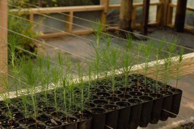 Gelecekteki ağaçlandırma ve ekolojik sürdürülebilirlik için bir seranın içindeki plastik tepsilerde yetişen genç çam tohumları. Sürdürülebilir yeniden ağaçlandırma çabaları ve çevresel bakım