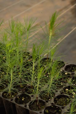 Bir seranın içindeki plastik tepsilerde yetişen genç çam tohumları, sürdürülebilir yeniden ağaçlandırma çabalarını temsil ediyor.