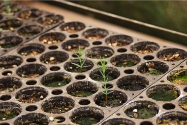 Ormanların yeniden ağaçlandırılması, sürdürülebilirlik ve ekolojik koruma için sera tepsisinde yetişen çam ağacı fideleri.