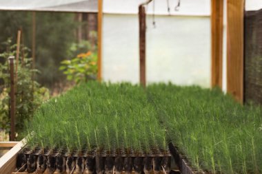 Bir seranın içindeki yayılma tepsilerinde büyüyen çam tohumlarının yatay görüntüsü hayati yeniden ağaçlandırma çabalarını ve ekolojik restorasyonu destekliyor.