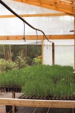 Yavru çam filizleri bir seranın içindeki yayılma tepsilerinde gelişiyor, hayati yeniden ağaçlandırma çabalarını ve ekolojik restorasyonu destekliyor.