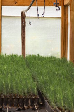 Bir serada yetişen çam ağacı tohumları. Çevresel koruma kavramı ve daha yeşil bir gezegen kavramı..