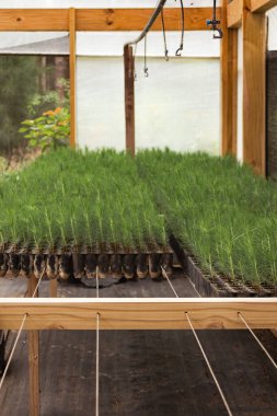 Ticari bir bitki yetiştirme serasında tepsilerde büyüyen sayısız çam ağacı fidanı yeniden ağaçlandırılmaya hazırlanıyor.