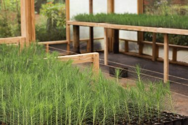 Daha yeşil bir gezegen için sürdürülebilir ormancılık ve çevre korumasını destekleyen bir serada büyüyen çam ağacı fideleri.