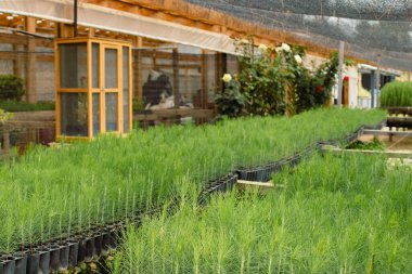 Genç çam ağacı fidanları, ekolojik sürdürülebilirliği desteklemek ve ormanın yeniden kurulmasına yardım etmek amacıyla ekime hazırlanan bir serada güçlü bir şekilde büyüyor.