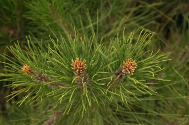 Genç çam tohumları parlak bir serada, sürdürülebilir tarım ve yeniden ağaçlandırma çabalarını sembolize eden sağlıklı yeşil fidanlar.