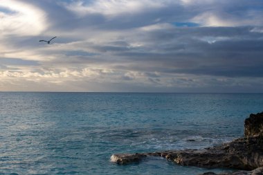 Kuş ufukta özgürce uçuyor sakin, canlı bir turkuaz okyanusun üzerinde, ön planda kayalık bir kıyısı ve gün batımının ılık ışığıyla aydınlanan bulutlu bir gökyüzü var.