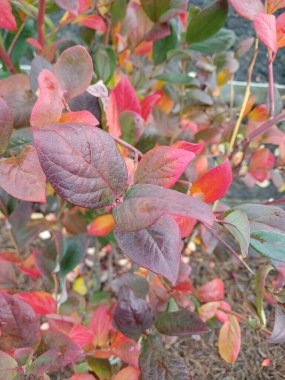  Kırmızı ve sarı sonbahar yaprakları