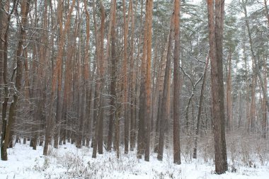 Kış manzarasının arka planında ince ağaçlar
