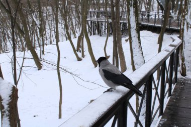 Parkta çitte oturan karga.