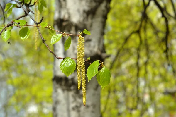 Cabang pohon birch mekar dengan daun baru di musim semi. Fokus selektif Stok Gambar Bebas Royalti