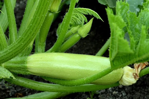 Courgettes growing in the vegetable garden. Zucchini bush. Planting summer vegetable marrow in vegetable gardening — Stock Photo, Image