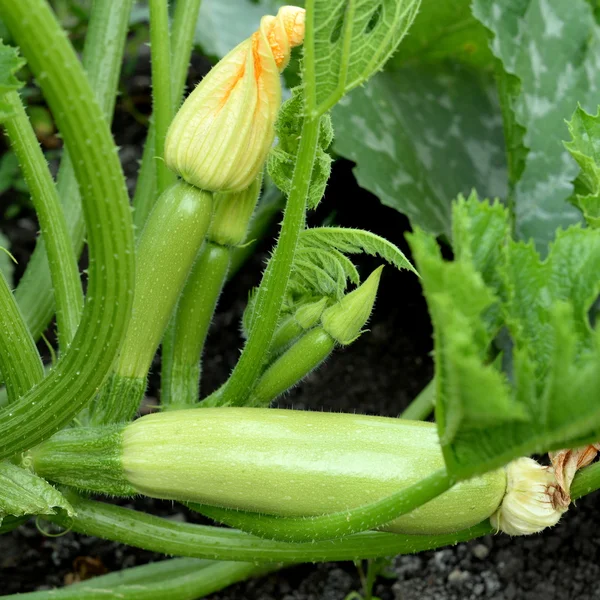 Le zucchine biologiche crescono all'aperto in un orto. I fiori di zucchine cura delle piante. Come coltivare la zucca estiva. Raccolta midollo vegetale — Foto Stock