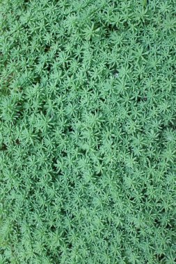 Bitkisel doku, doku etli