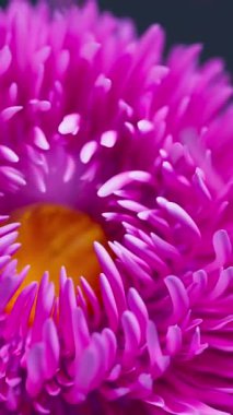 Rahatlatıcı botanik bir ortam için rüzgarda savrulan yapraklarla çevrili pürüzsüz bir 3 boyutlu pembemsi çiçek döngüsü..