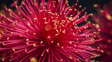 Aralıksız üç boyutlu çiçek döngüsü canlı kasımpatılara eşlik eder. Nazik hareketlerle, etrafını saran havada süzülen ve dönen hassas yapraklar eşliğinde..