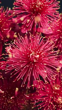 Kusursuz üç boyutlu animasyon dinamik kasımpatı çiçeklerinin doğal olarak sallandığını altın uçlu taç yapraklarının etraflarında zarafetle sürüklendiğini gösteriyor..