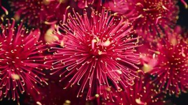 Açan kasımpatı çiçeklerinin 3 boyutlu animasyonu etraflarında yüzen taç yaprakları gibi yavaşça sallanarak yumuşak, atmosferik bir çiçek hareketi sahnesi oluşturuyor..