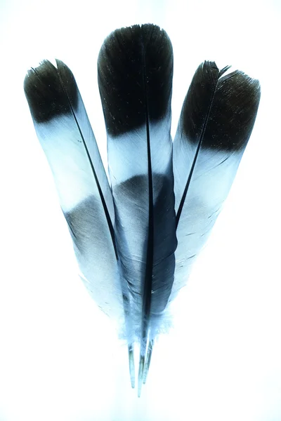 Abstract Feathers with Blue Tint — Stock Photo, Image