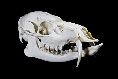 Siyah arka plan üzerine izole fanged su geyik kafatası