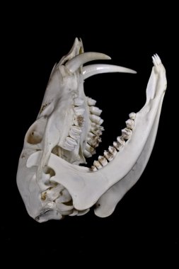 Siyah arka plan üzerine izole fanged su geyik kafatası