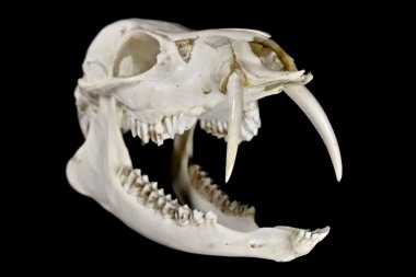 Siyah arka plan üzerine izole fanged su geyik kafatası