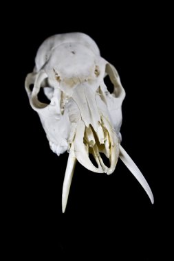 Siyah arka plan üzerine izole fanged su geyik kafatası