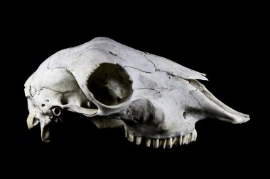 Siyah arka plan üzerine izole koyun kafatası