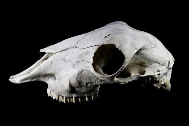 Siyah arka plan üzerine izole koyun kafatası