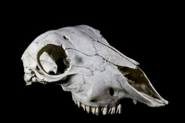 Siyah arka plan üzerine izole koyun kafatası