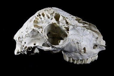 Siyah arka plan üzerine izole koyun kafatası