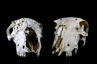 Siyah arka plan üzerine izole koyun kafatası