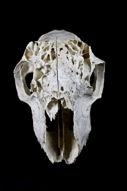 Siyah arka plan üzerine izole koyun kafatası