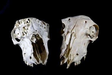 Siyah arka plan üzerine izole koyun kafatası