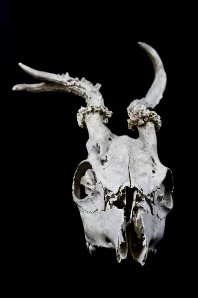 Cráneo de ciervo con cuernos extraños aislados sobre fondo negro — Foto de Stock
