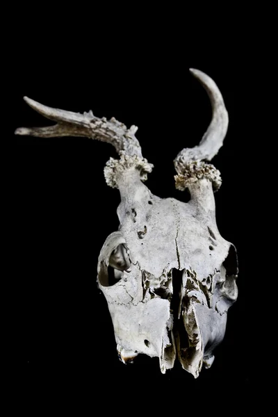 Crânio de veado com chifres estranhos isolados em fundo preto — Fotografia de Stock