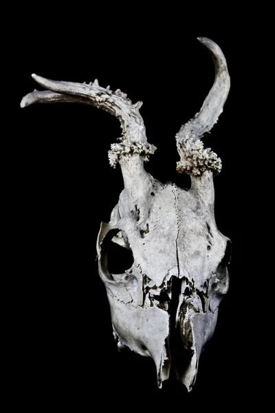 Cráneo de ciervo con cuernos extraños aislados sobre fondo negro —  Fotos de Stock