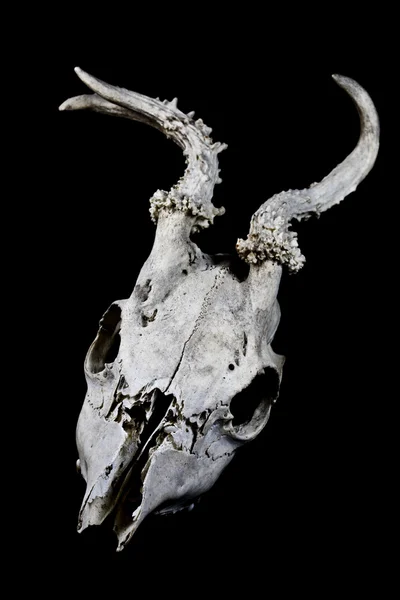 Deer Skull with Odd Antlers Isolated on Black Background — Stock Photo, Image