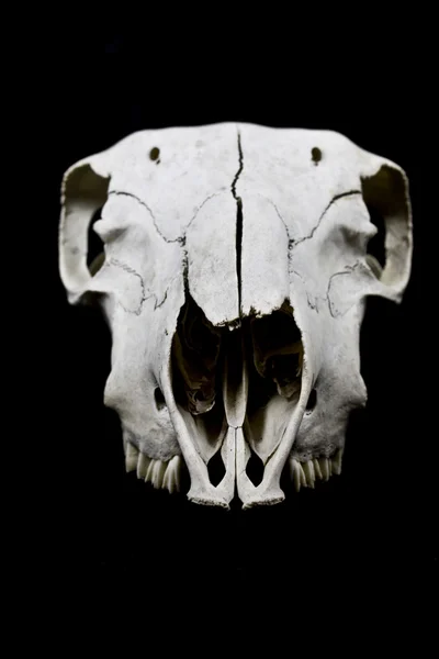 Sheep Skull Isolated on Black Background — Stock Photo, Image