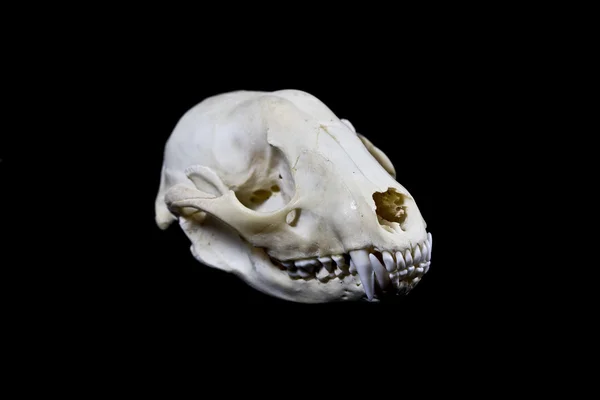 Szop czaszki na białym na czarnym tle — Zdjęcie stockowe