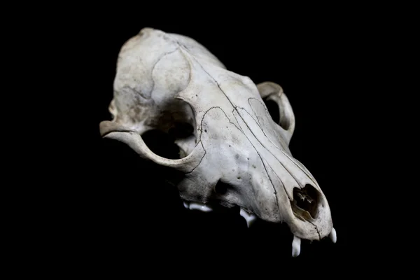 Fox Skull Isolated On a Black background — Stock Photo, Image